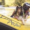Guia Pet Friendly: bichinhos bem-vindos em 56 cidades
