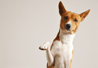 Como ajudar cães magros a ganhar peso de forma saudável